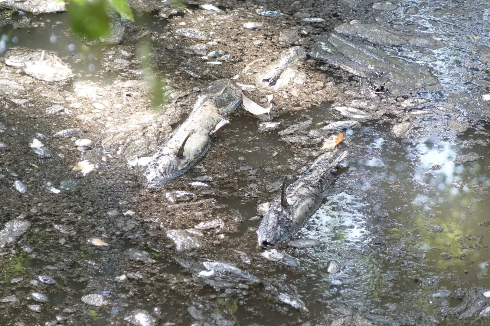 CMC pede abertura de comportas devido aos peixes mortos no Rio Ceira