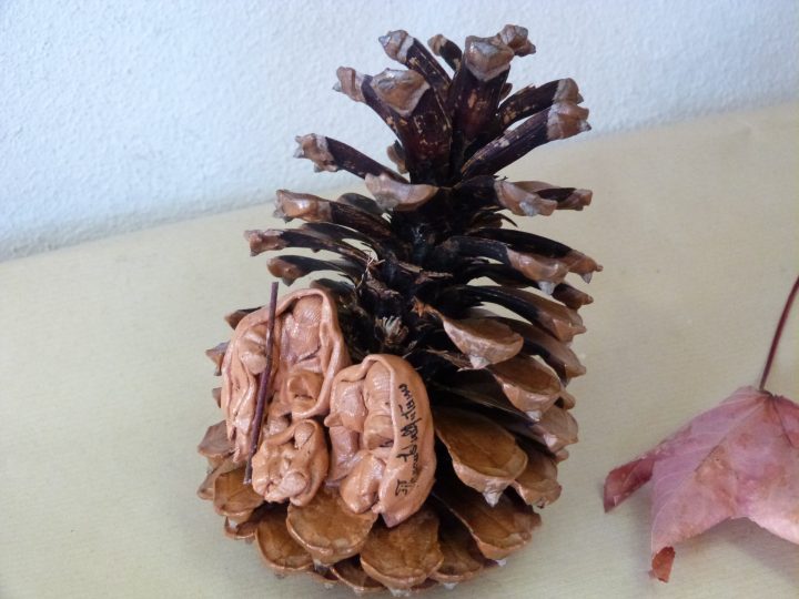 rfilomena_cabral_antunes1