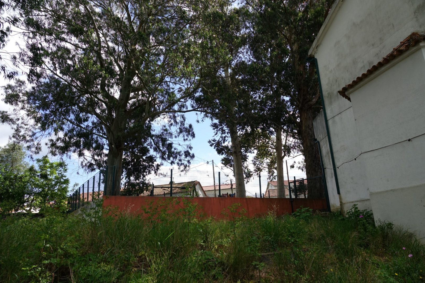 CMC desmonta eucaliptos no alto da Conchada por prevenção e segurança