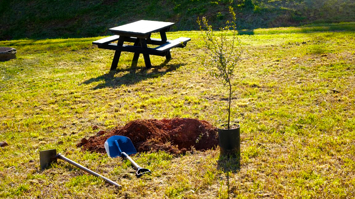 Câmara vai plantar mais de 2600 árvores até ao final de 2020