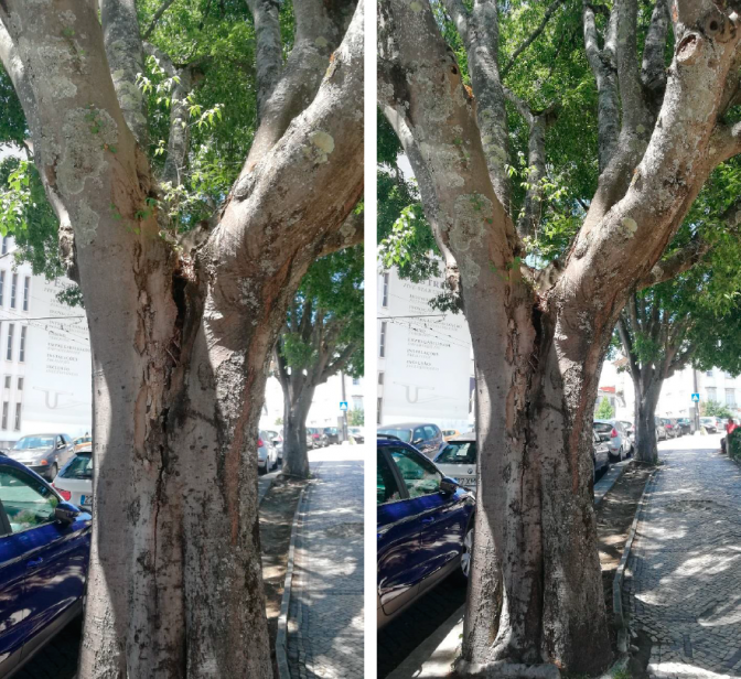 Abate de um exemplar celtis australis em risco de colapso iminente na Calçada Martim de Freitas