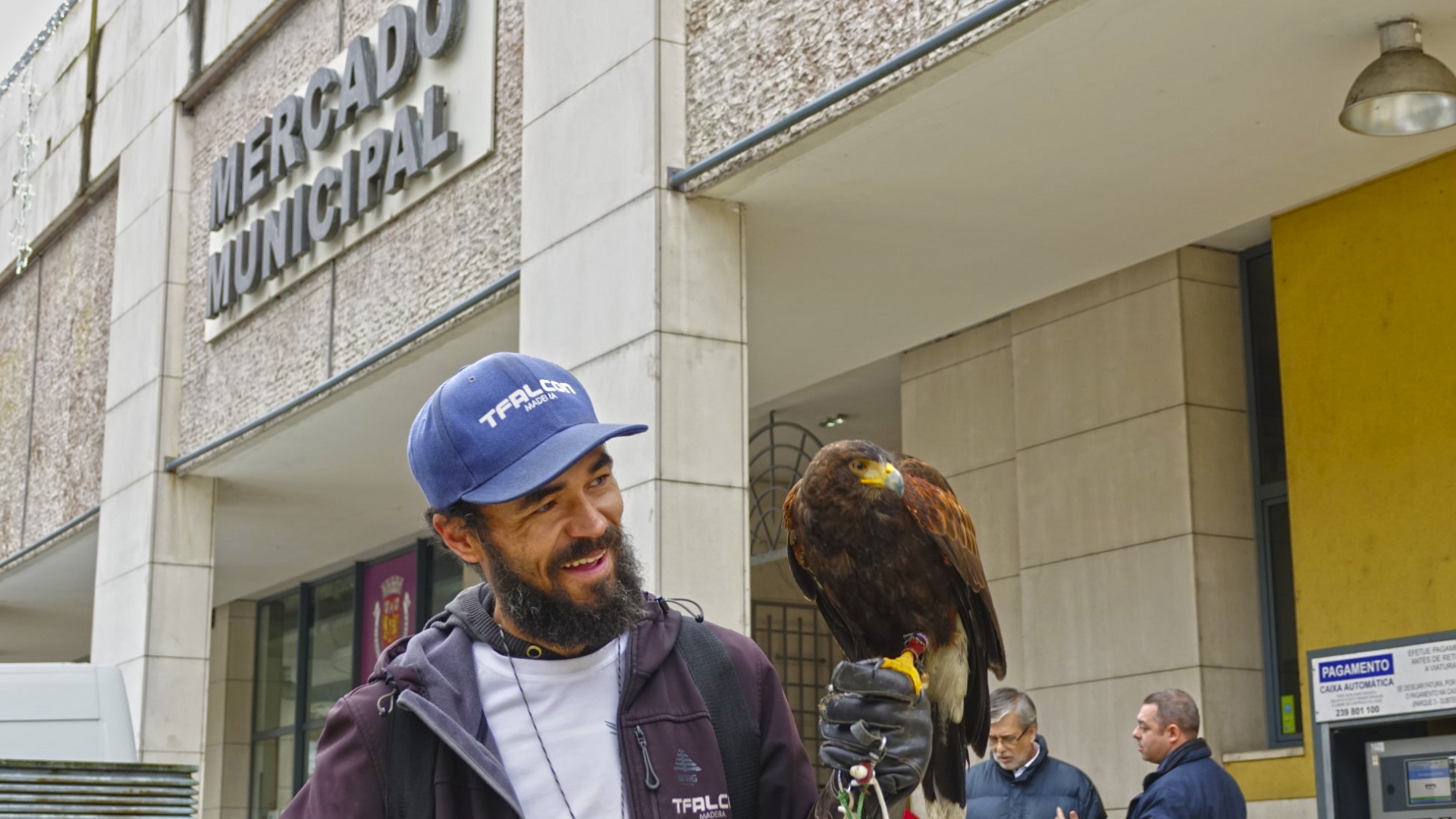 Falcões vão controlar pombos em mais três locais de Coimbra