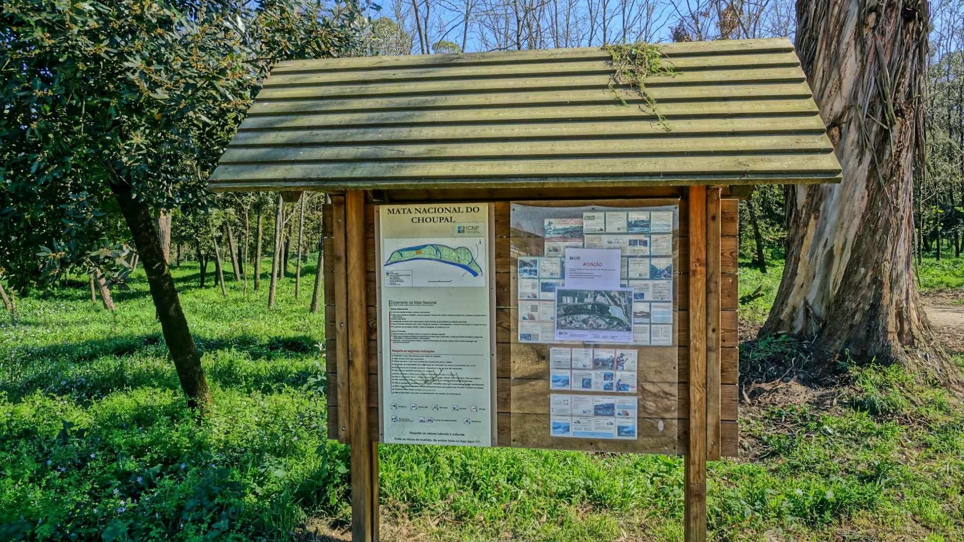 Plano de Contingência COVID-19: Câmara pede ao ICNF para limitar acesso à Mata Nacional do Choupal