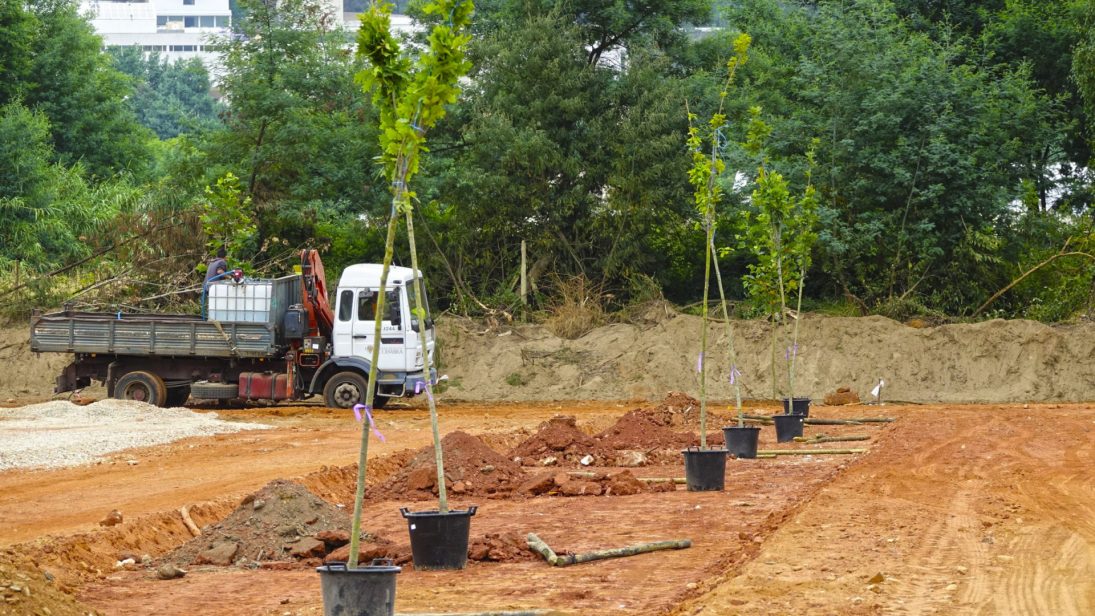 Câmara planta três centenas de árvores no Rebolim