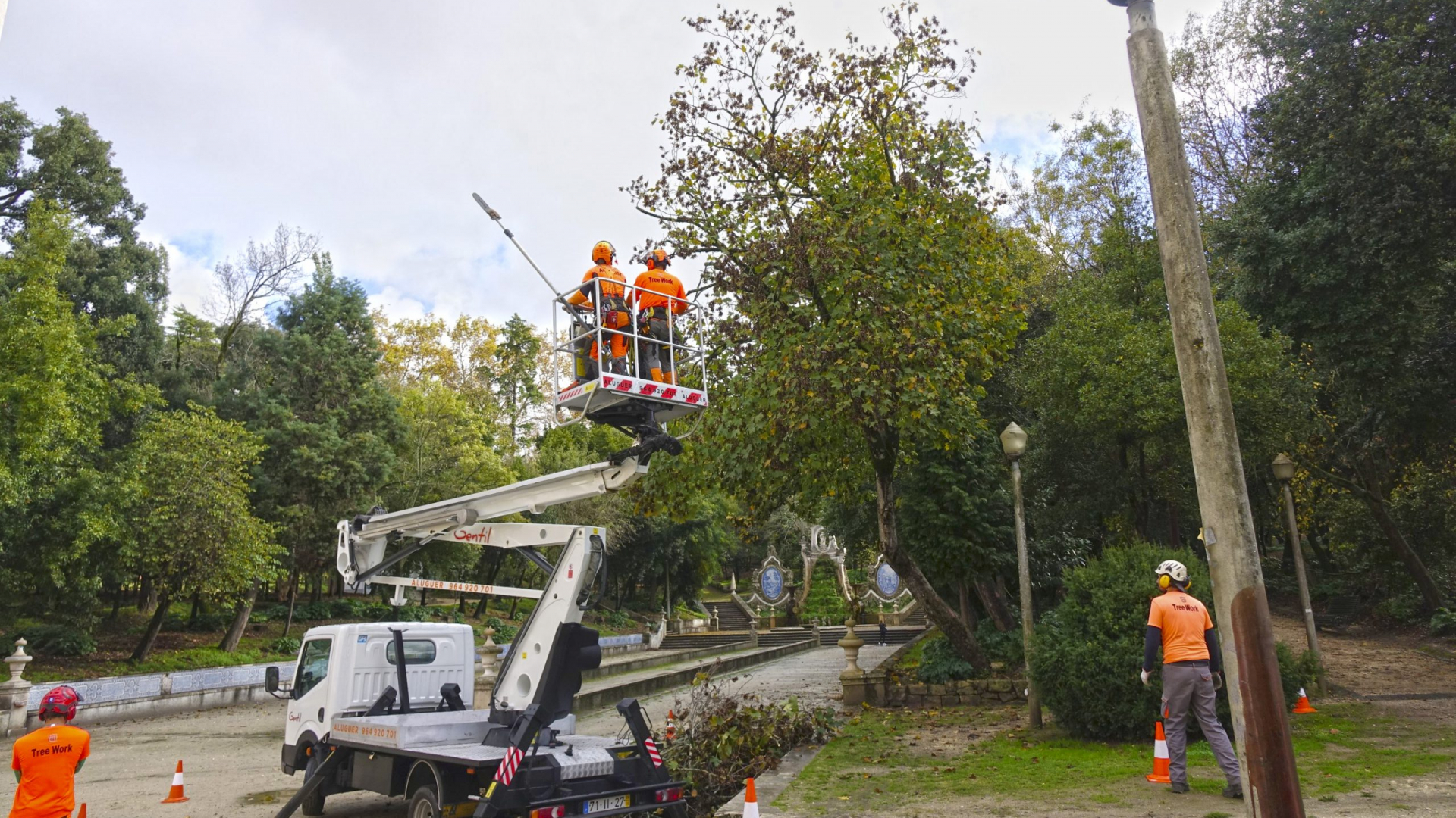 CM Coimbra inicia intervenção no património arbóreo do Jardim da Sereia