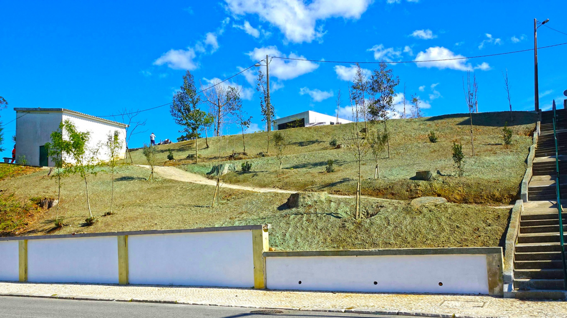 Coimbra vai plantar quase duas mil árvores em 2021