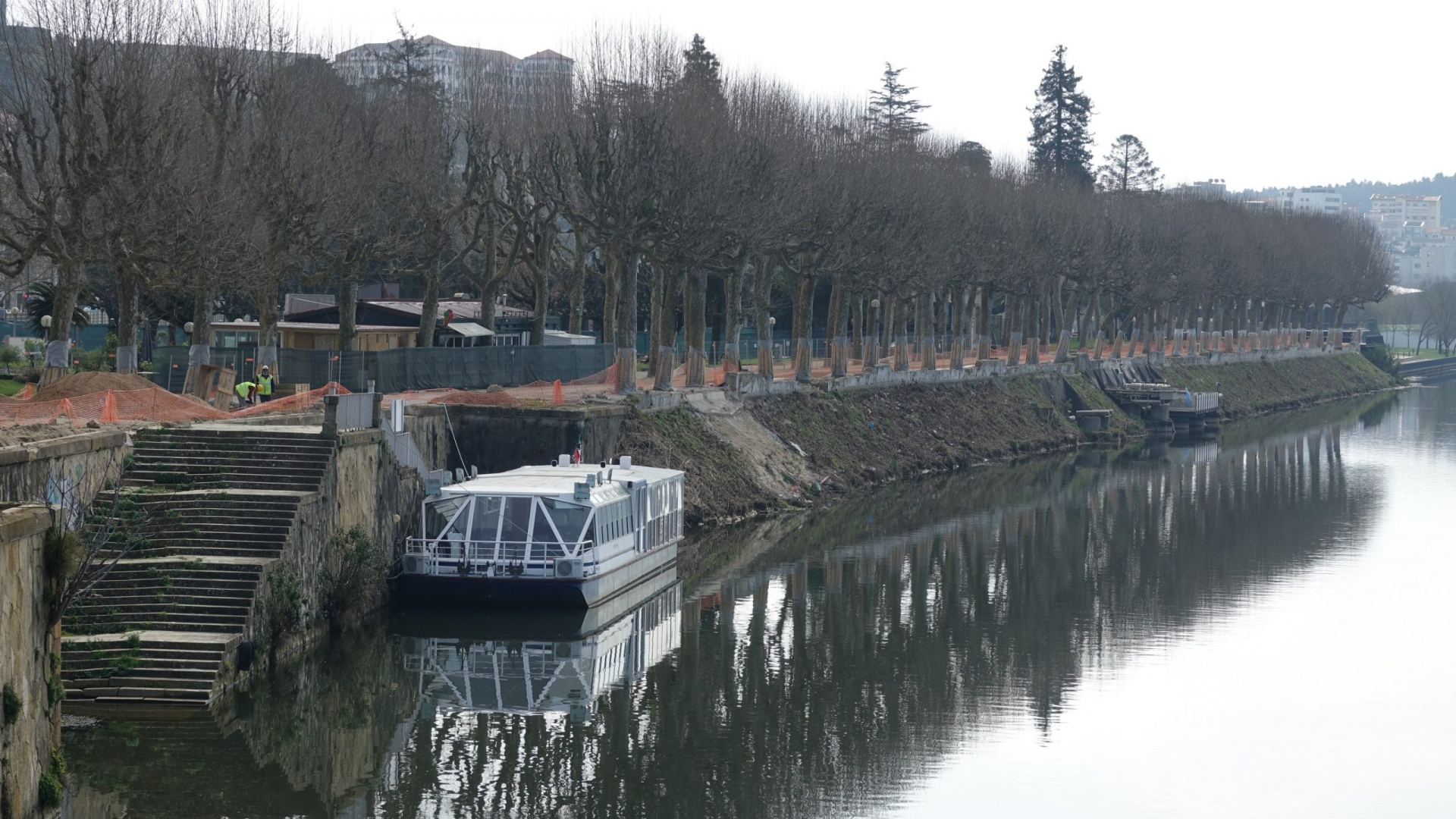 Podas cirúrgicas nos plátanos do Parque Manuel Braga iniciam-se amanhã