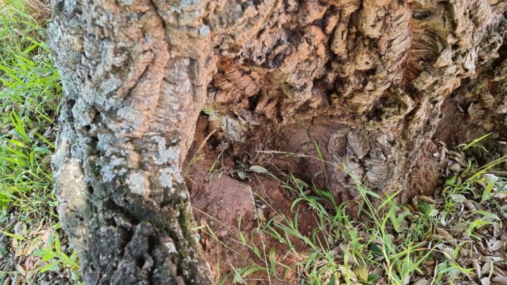 20210517_114503 (Custom) (Custom)