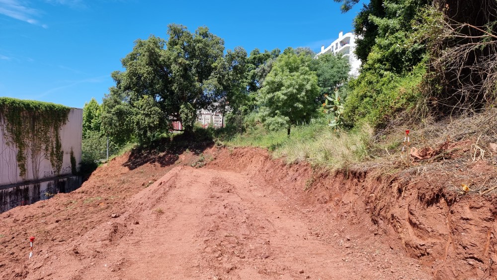 CM Coimbra reajusta projeto de execução para preservar dois sobreiros e planta mais três exemplares adultos