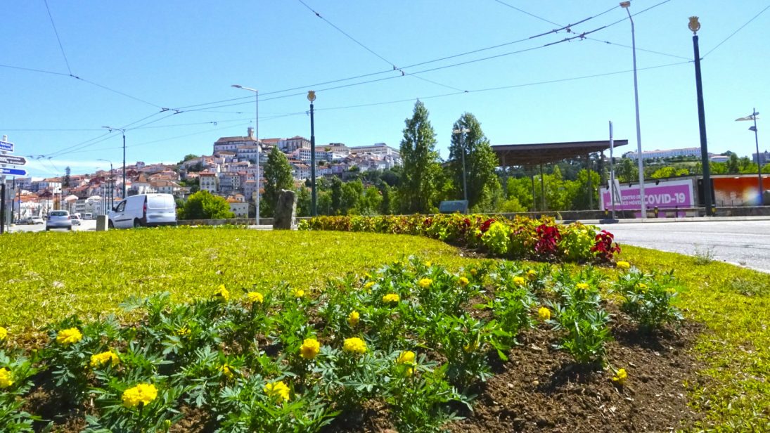 Câmara de Coimbra planta 50.000 flores para colorir a cidade