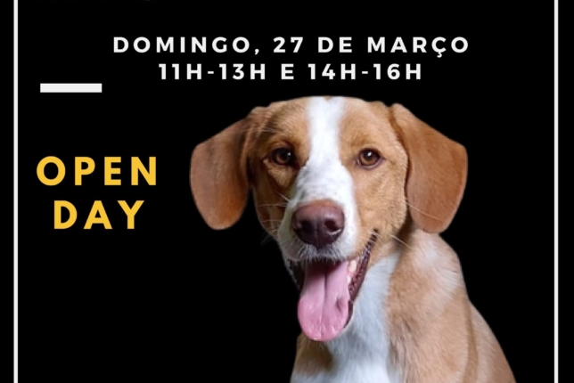 Domingo é “open day” no canil de Coimbra para promover adoção de animais