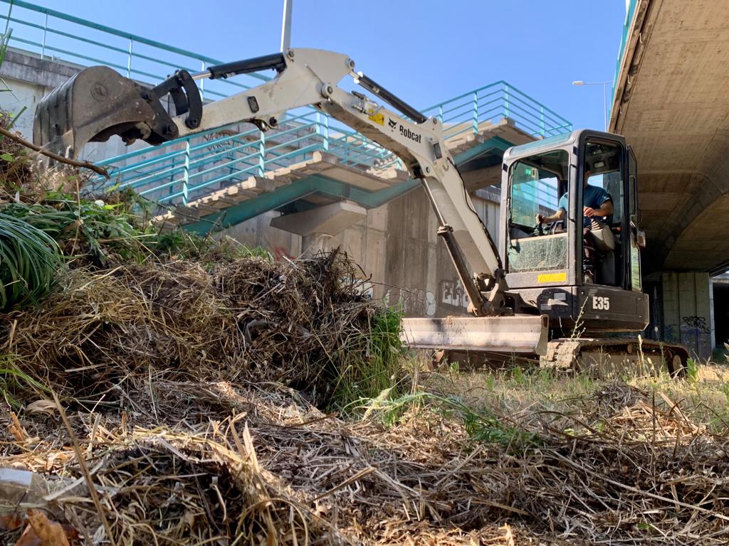 CM Coimbra adere à “Estratégia Transnacional contra a Cortaderia selloana”