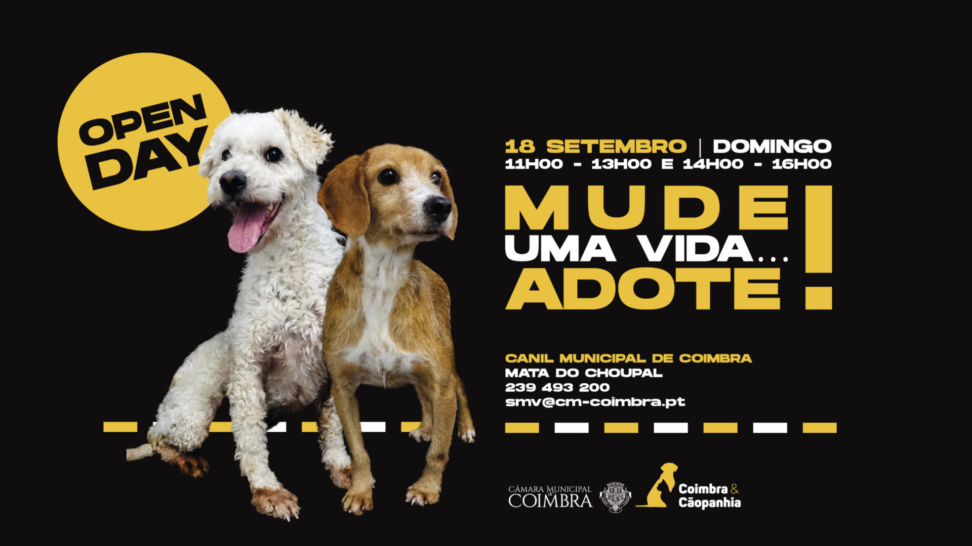 Canil Municipal com “open day” no domingo para promover adoção de animais