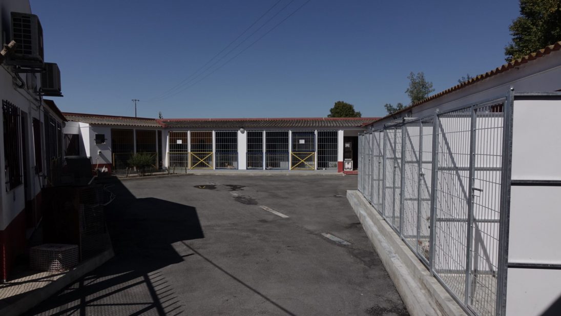 Coimbra prepara novo Regulamento Municipal do Centro de Recolha Oficial de Animais de Companhia