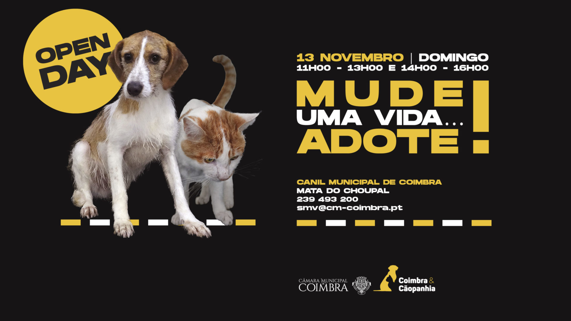 Domingo é dia de “Open Day” no Canil Municipal