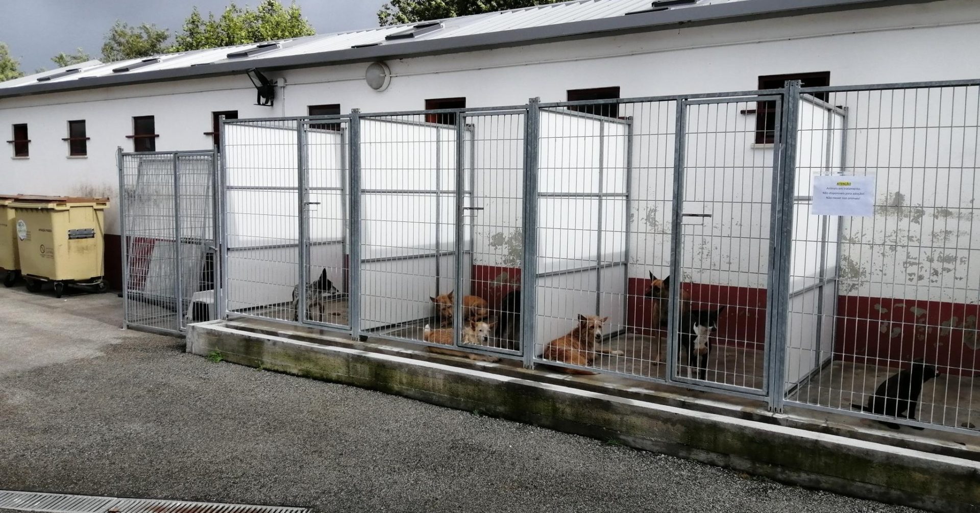 Projeto de Regulamento Municipal do Centro de Recolha Oficial de Animais de Companhia e de Promoção do Bem-estar e Saúde Animal segue para consulta pública