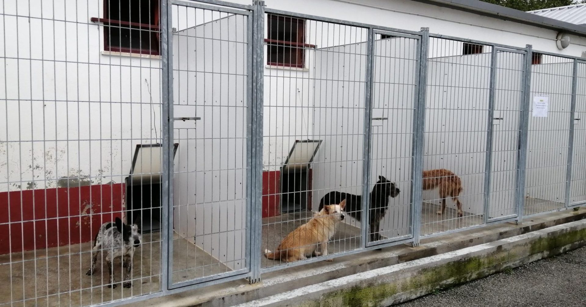 Projeto de Regulamento de Promoção do Bem-estar e Saúde Animal em consulta pública durante 30 dias