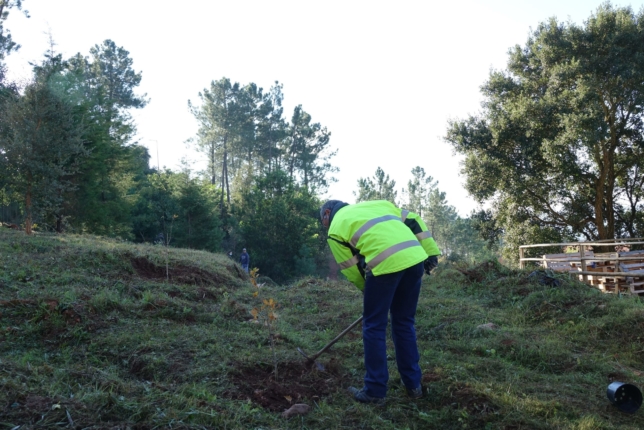 CM de Coimbra vai assinalar Dia da Floresta Autóctone na próxima semana