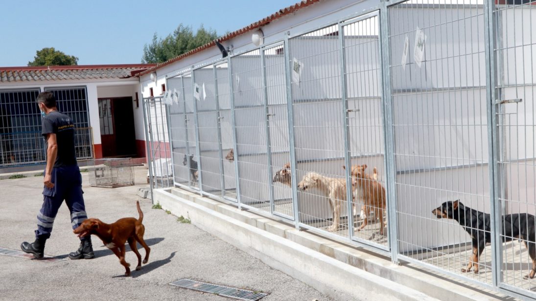 CM de Coimbra pede alteração de lei para poder esterilizar cães errantes
