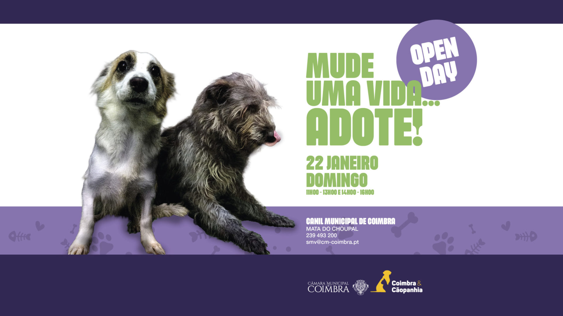 Domingo é dia de “Open Day” no Canil Municipal
