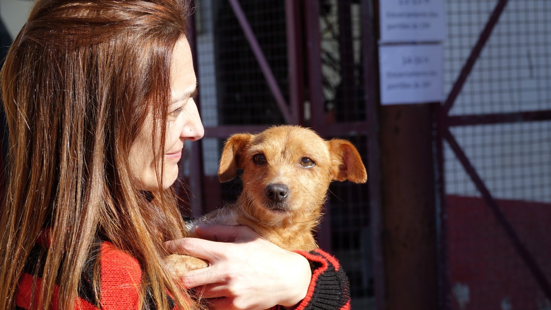 Câmara aprova projeto final de Regulamento de Promoção do Bem-estar e Saúde Animal
