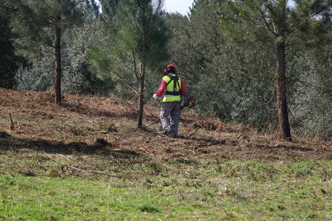Terrenos junto a edificações isoladas em espaços rurais têm de ser limpos até 30 de abril numa faixa de 50 metros