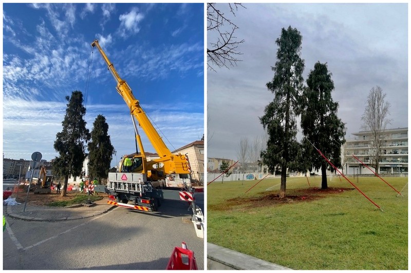 Árvores de grande porte transplantadas para relvado junto ao Estádio Cidade de Coimbra
