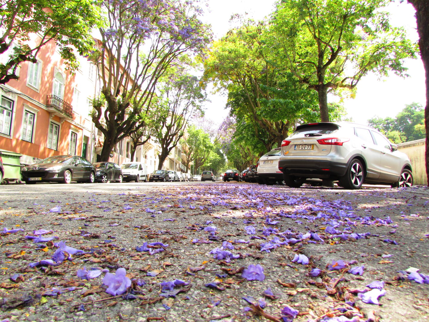Câmara vai reverter abate de 83 árvores previsto no projeto do Metrobus