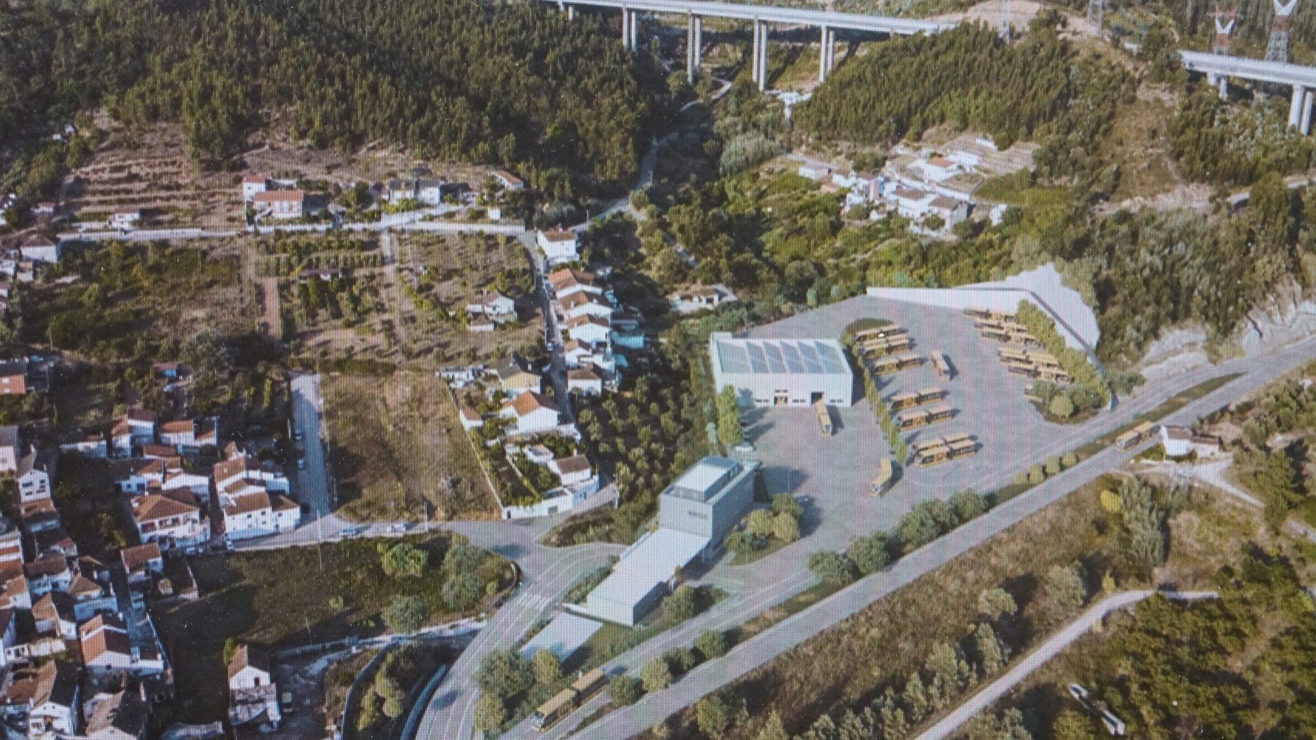 Câmara e Metro Mondego vão transplantar cerca de 40 oliveiras para o centro da cidade