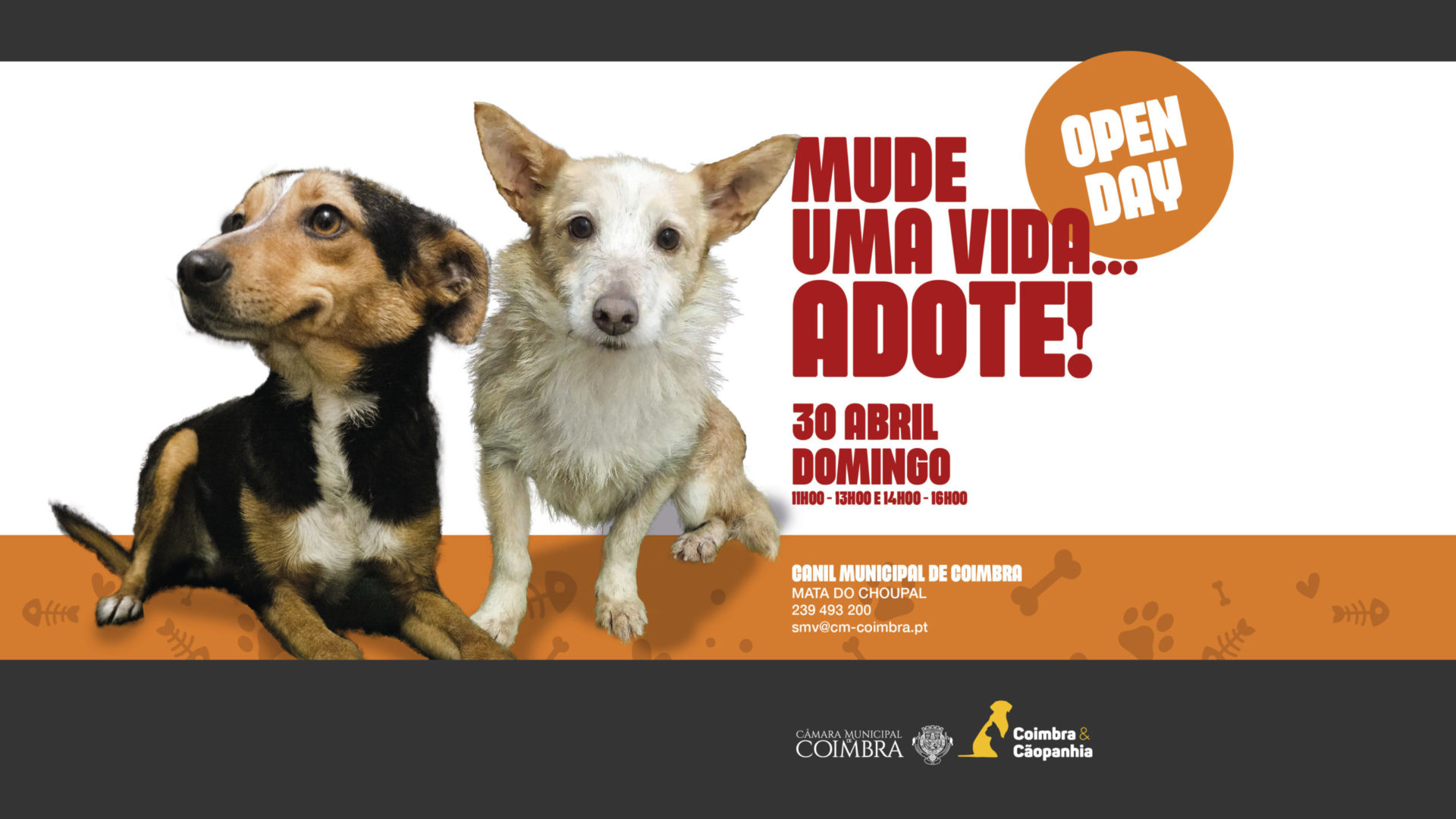 Canil Municipal com mais um “Open Day” no próximo domingo