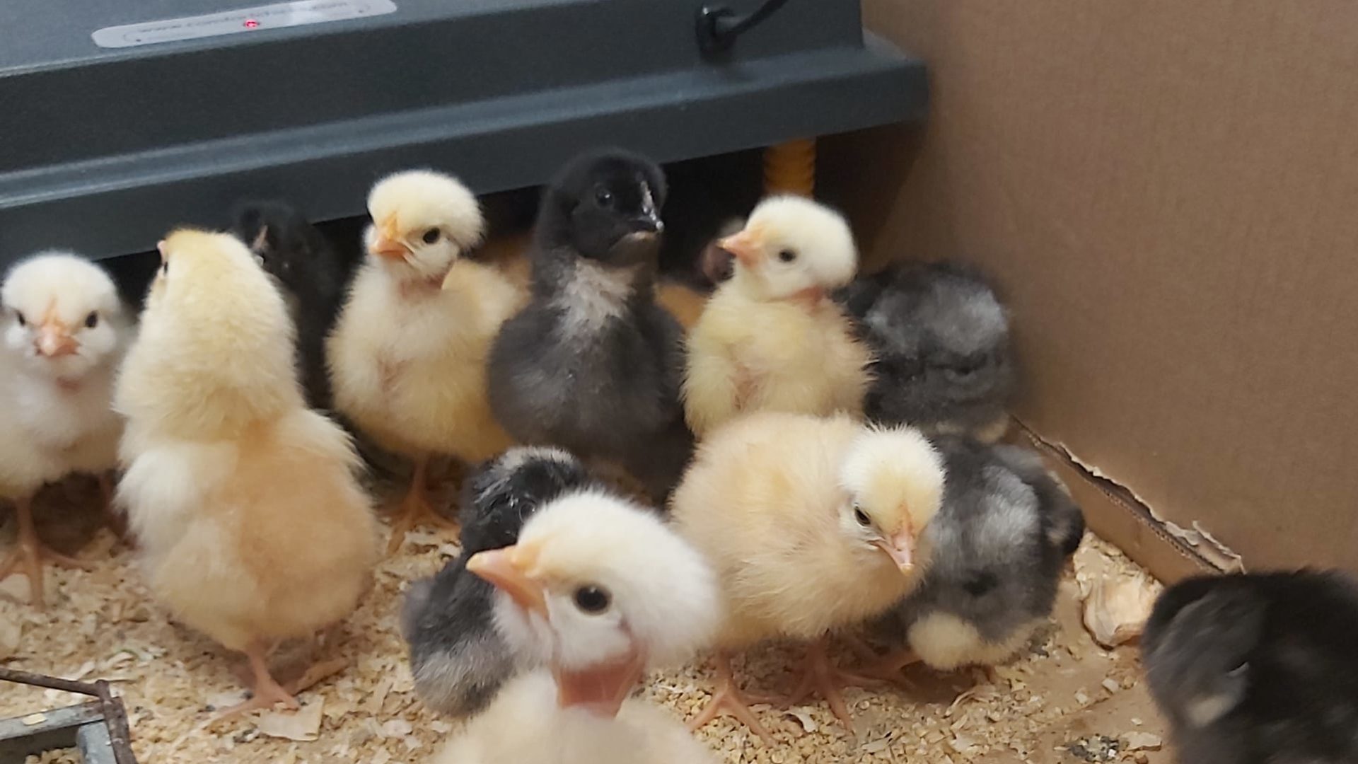 Alunos da escola do Areeiro assistiram ao nascimento de 37 pintainhos com o projeto “O Pinto foi à Escola”