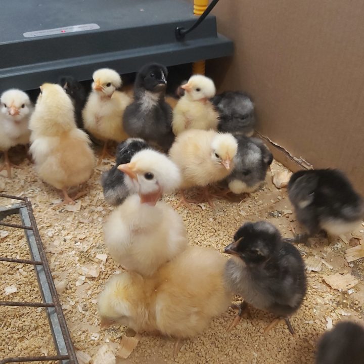 341547260_943897913592127_654909494291826359_n