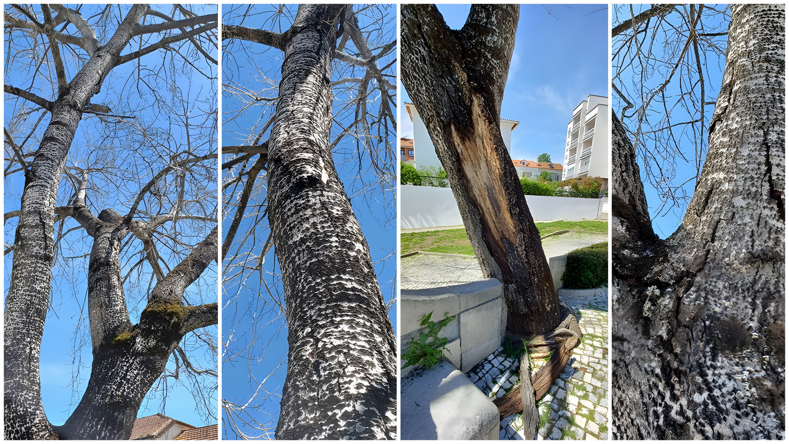 Choupo de grande porte vai ser abatido por questões de segurança