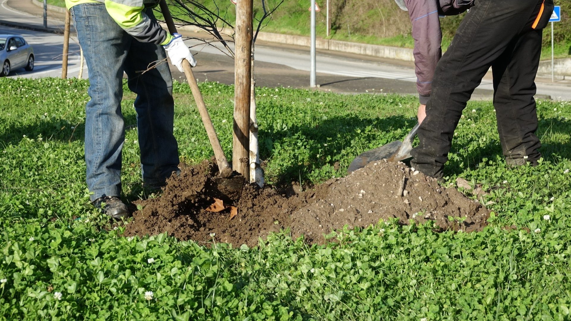 CM de Coimbra prepara novo Regulamento Municipal de Gestão do Arvoredo em Meio Urbano