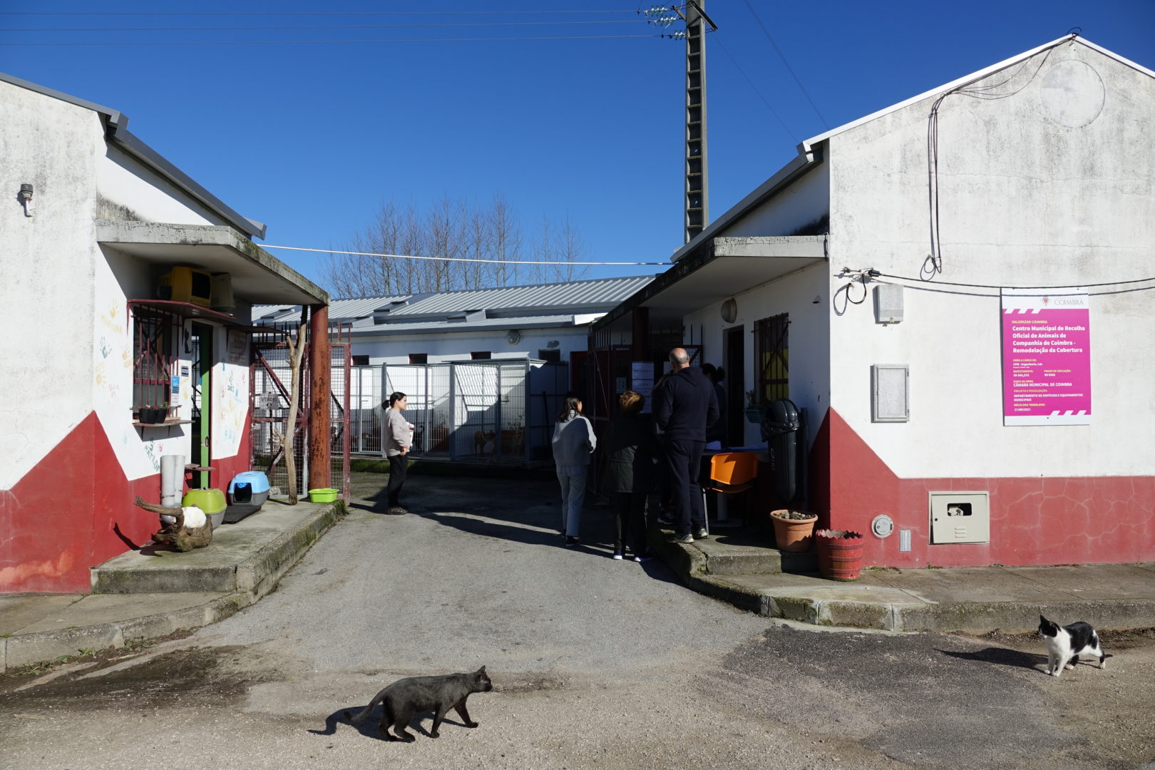 CM de Coimbra apoia esterilização de cães e gatos de famílias carenciadas através de cheques veterinários