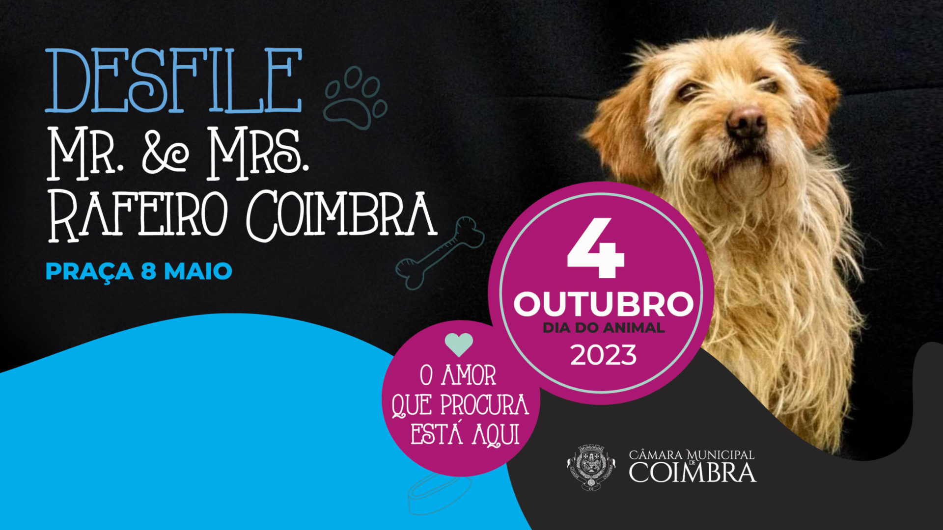 CM de Coimbra celebra Dia Mundial do Animal com desfile de cães na Praça 8 de Maio