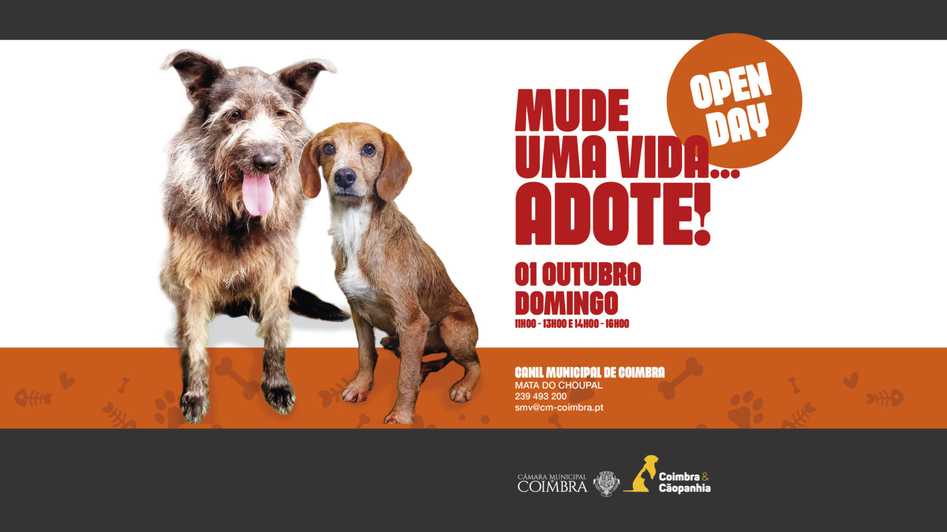 Canil Municipal de Coimbra de portas abertas no próximo domingo