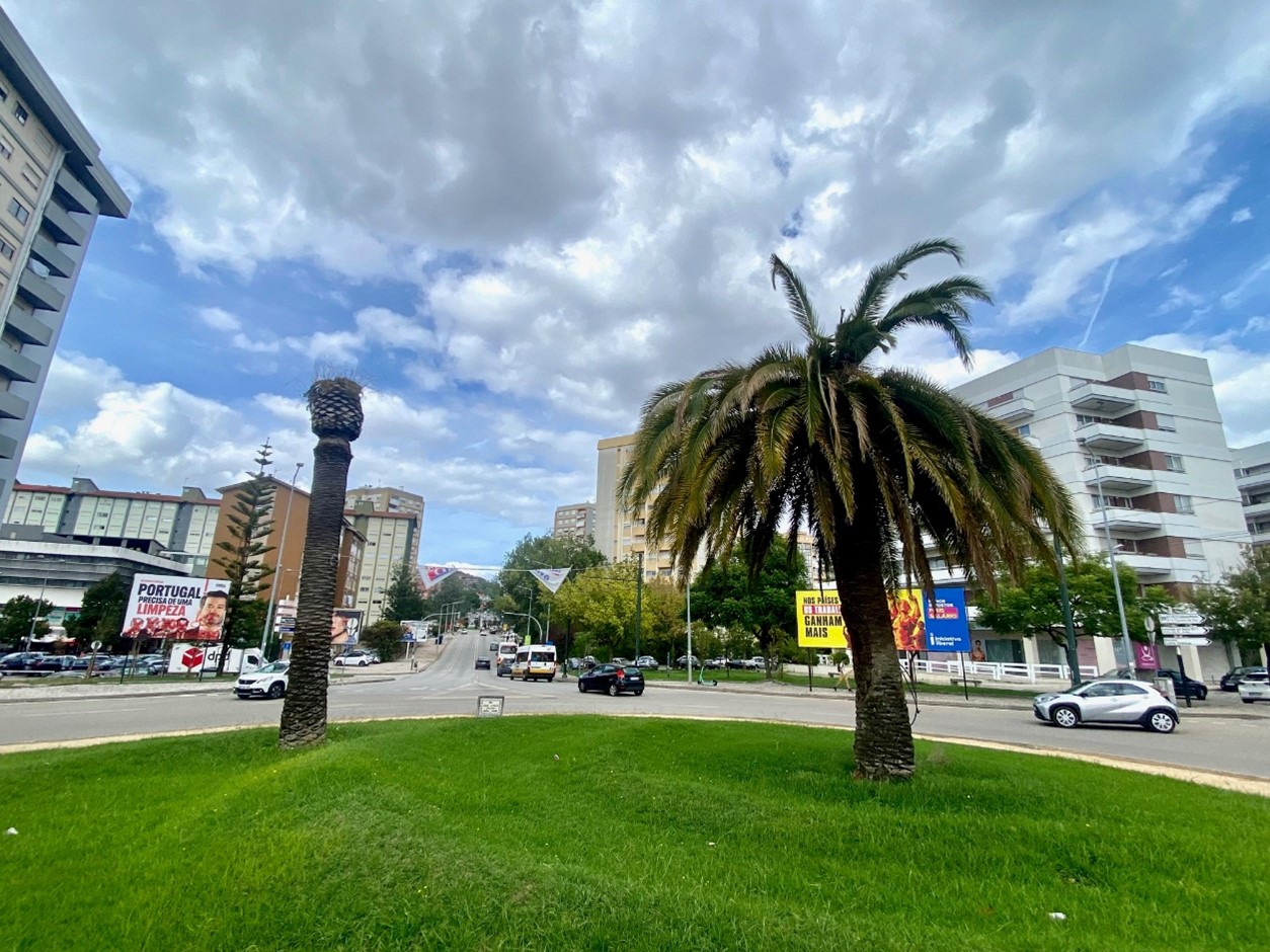 Rotunda das Palmeira vai receber transplante de sete palmeiras anãs