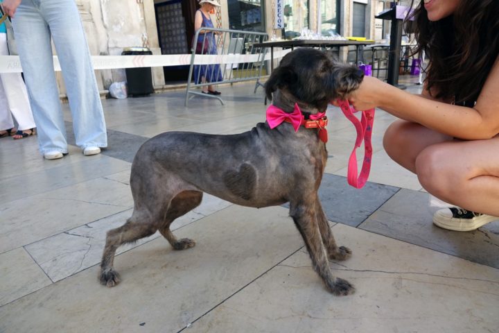 Mr & Mrs Rafeiro 1 (Personalizar)