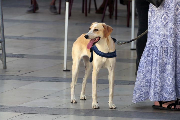 Mr & Mrs Rafeiro 10 (Personalizar)