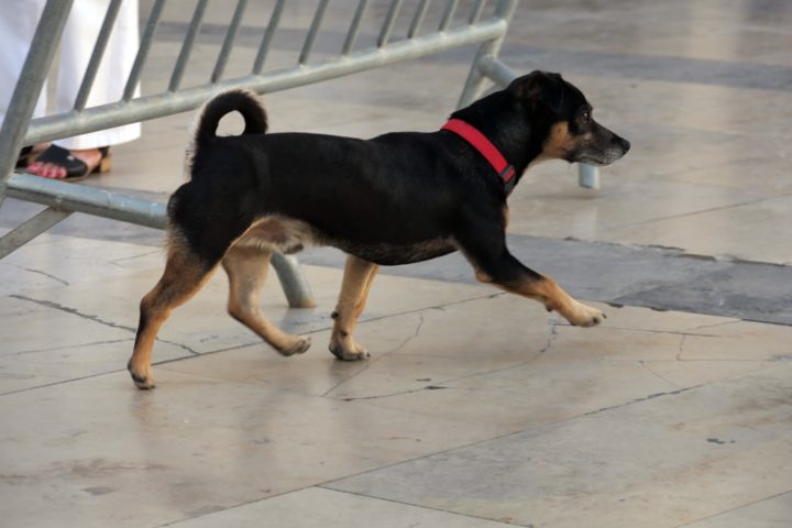 Mr & Mrs Rafeiro 14 (Personalizar)