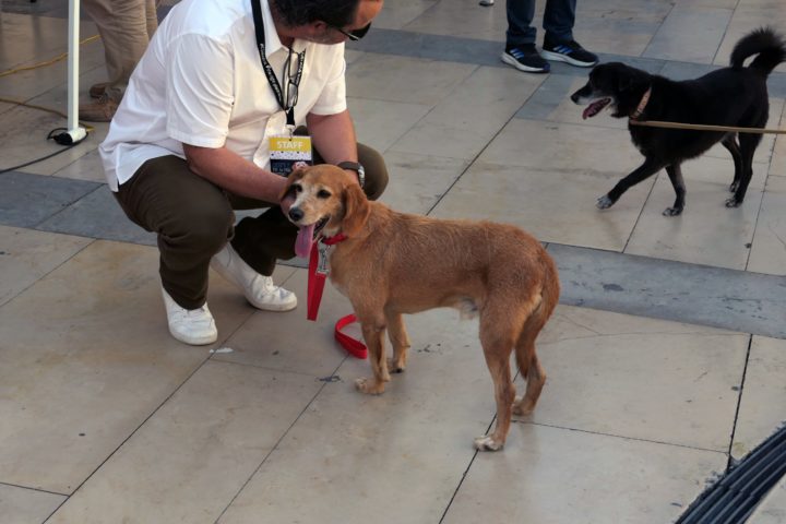 Mr & Mrs Rafeiro 17 (Personalizar)