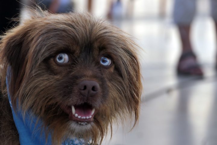 Mr & Mrs Rafeiro 18 (Personalizar)