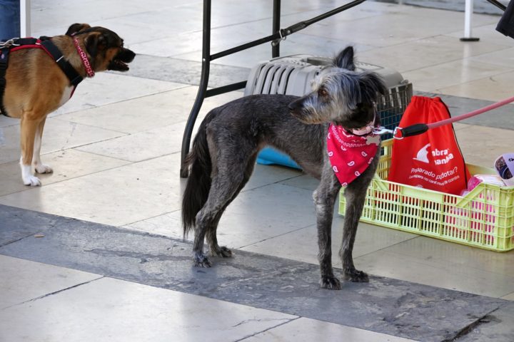 Mr & Mrs Rafeiro 2 (Personalizar)