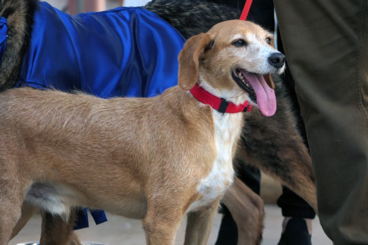 Mr & Mrs Rafeiro 24 (Personalizar)