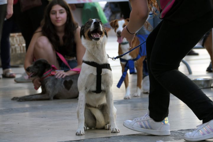 Mr & Mrs Rafeiro 26 (Personalizar)