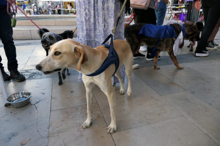 Mr & Mrs Rafeiro 29 (Personalizar)