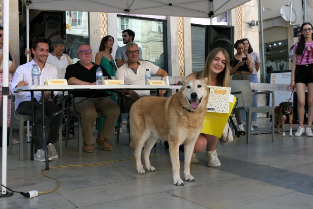 Desfile canino promovido pelo Município contou com 22 participantes e muitos olhares curiosos