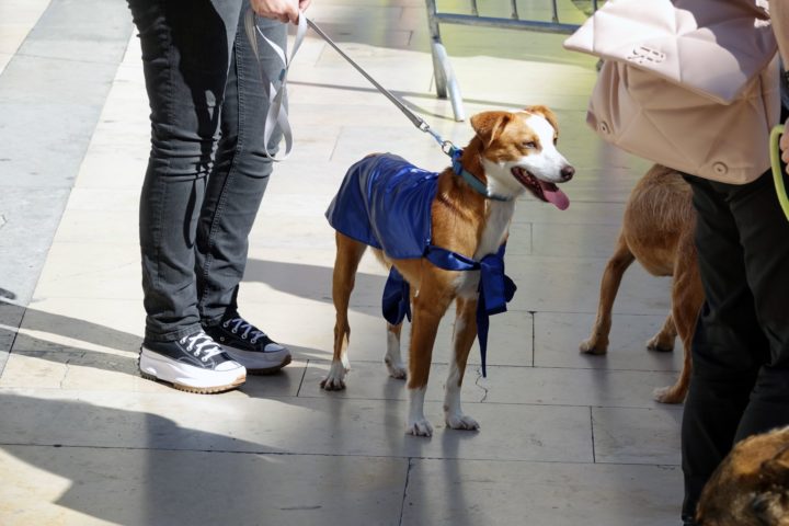 Mr & Mrs Rafeiro 4 (Personalizar)