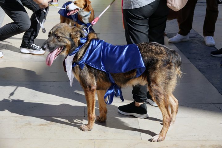 Mr & Mrs Rafeiro 5 (Personalizar)